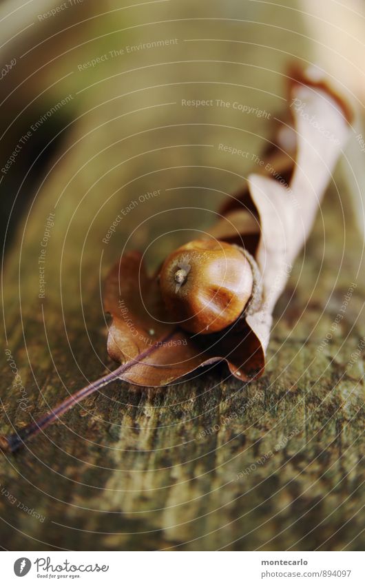 herbst Umwelt Natur Pflanze Herbst Blatt Grünpflanze Wildpflanze Eicheln Holz alt dünn authentisch einfach fest klein lang nah natürlich rund trocken wild braun