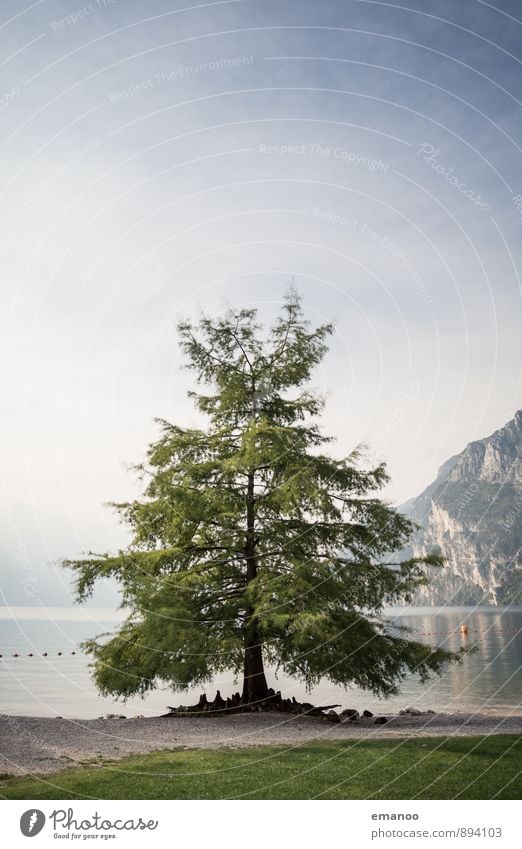 Der Baum am See Schwimmen & Baden Ferien & Urlaub & Reisen Ausflug Ferne Strand Insel Natur Landschaft Wasser Himmel Pflanze Park Felsen Berge u. Gebirge Küste