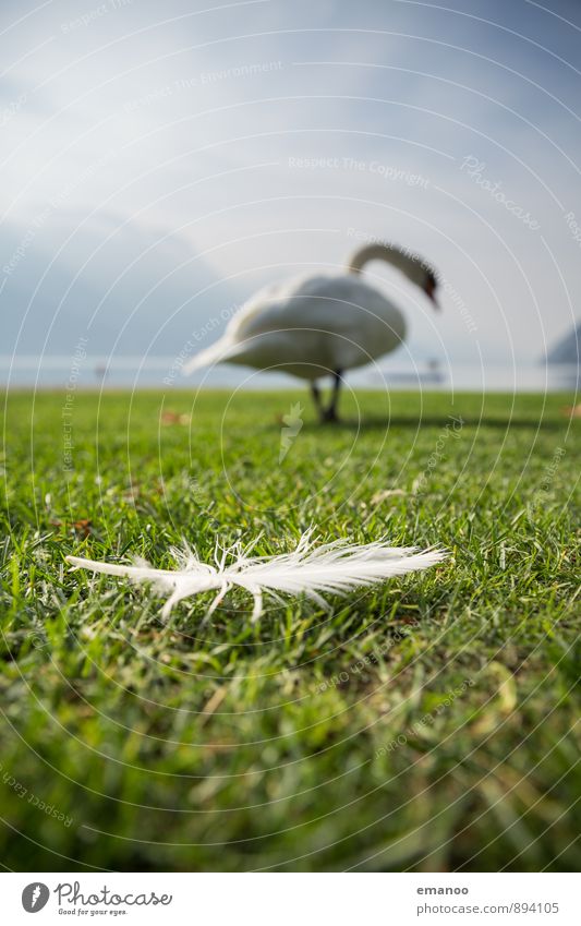 Federn lassen Natur Landschaft Pflanze Tier Wasser Himmel Wetter Gras Alpen See Vogel Schwan 1 laufen natürlich grün weiß Tierliebe Einsamkeit Bewegung Daunen