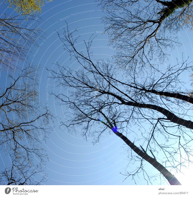 Himmel auf Erden 4 Nadelbaum Wald himmelblau Geometrie Laubbaum Perspektive Nadelwald Laubwald Waldwiese Paradies Waldlichtung ruhig grün Pflanze Baum Blatt