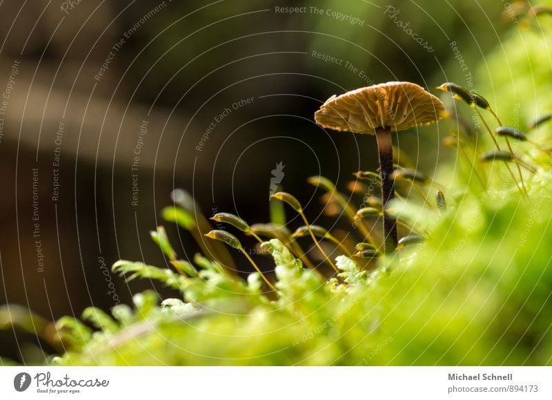 Dem Licht entgegen II. Umwelt Natur Pilz Wald natürlich braun grün Wachstum strecken aufwärts Farbfoto Außenaufnahme Nahaufnahme Textfreiraum links