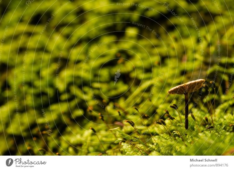 Dem Licht entgegen Umwelt Natur Erde Pilz Wald natürlich braun grün ruhig strecken aufwärts Farbfoto Außenaufnahme Nahaufnahme Textfreiraum links