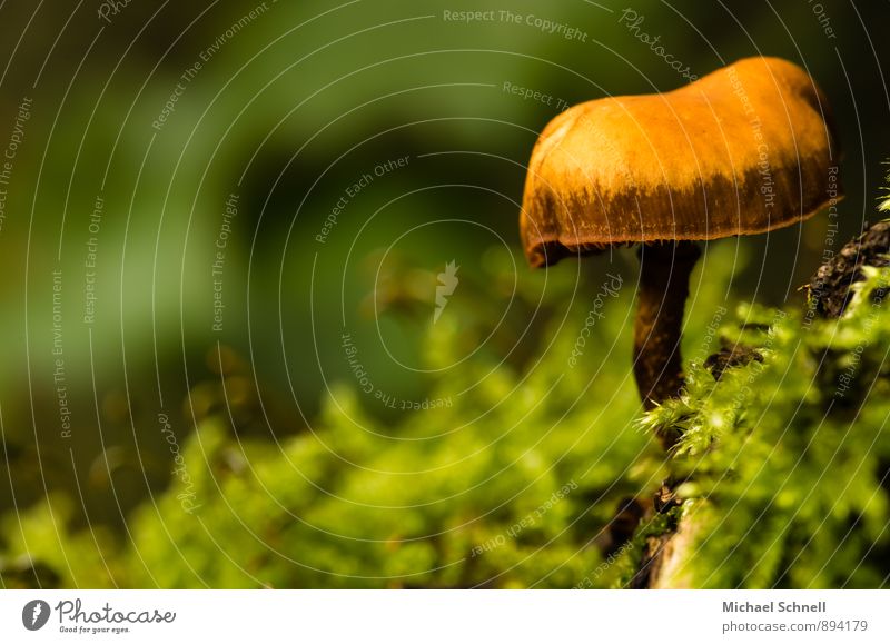 Einsam Umwelt Natur Sommer Herbst Pilz Wald stehen klein natürlich weich grün orange schön Gift Einsamkeit Farbfoto Außenaufnahme Nahaufnahme Menschenleer