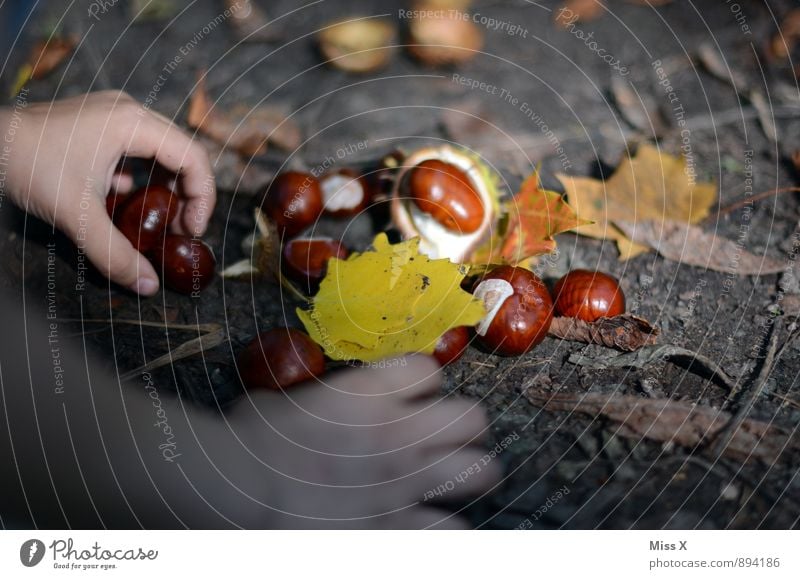 Sammler Freizeit & Hobby Spielen Kinderspiel Garten Mensch Kleinkind Hand Finger 1 1-3 Jahre 3-8 Jahre Kindheit Herbst Schönes Wetter Blatt Park Wald Sammlung