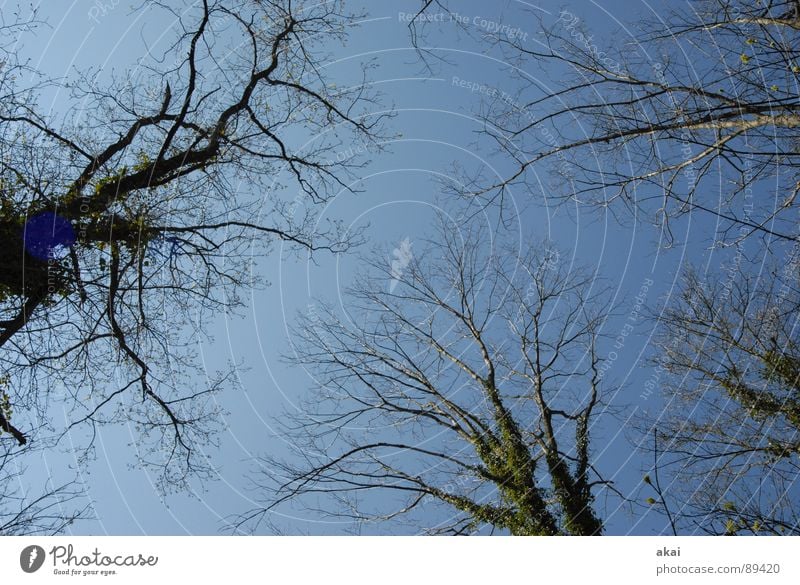 Himmel auf Erden 5 Nadelbaum Wald himmelblau Geometrie Laubbaum Perspektive Nadelwald Laubwald Waldwiese Paradies Waldlichtung ruhig grün Pflanze Baum Blatt