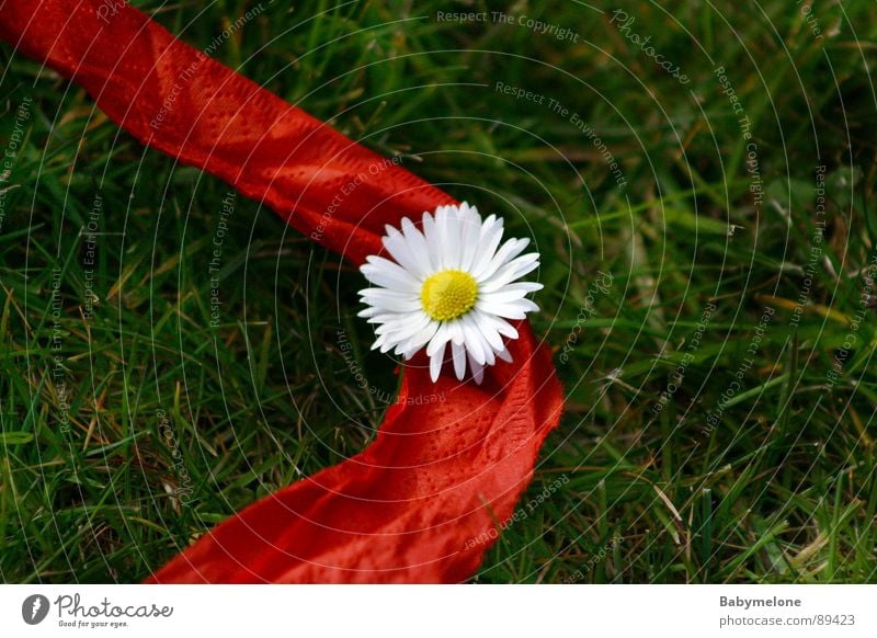 Hilfe, das Gänseblümchen blutet! Blume rot grün weiß gelb Mitte Frühling Sommer Schnur Garten Blut