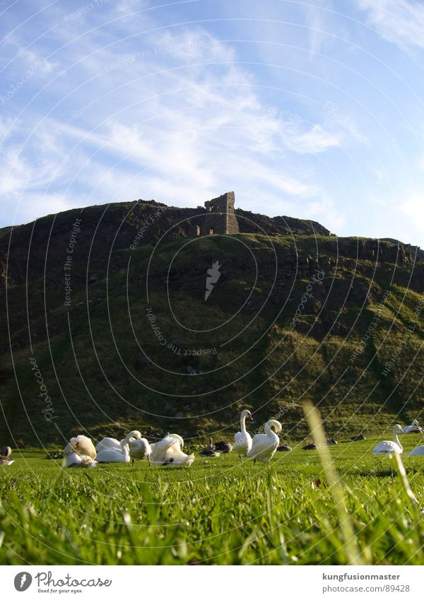 Schwanensee für arme - Gänseberg Gans Gras Ruine grün Frühling Vogel Berge u. Gebirge blau Idylle iih gülle Burg oder Schloss