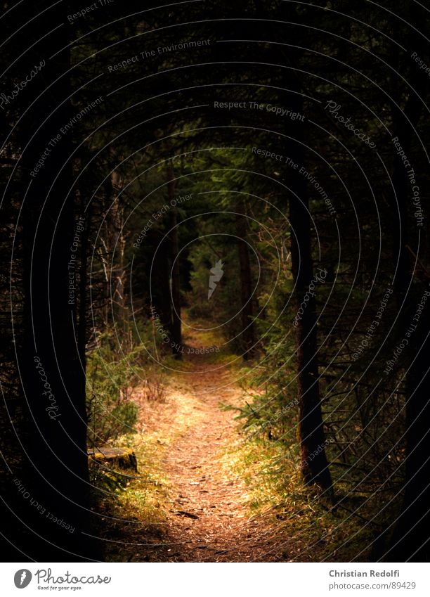 Der Weg - wo führt er dich hin? Wald dunkel Licht Lebenslauf Spazierweg Baum Wildnis Fichte Waldlichtung Zufriedenheit Wege & Pfade Blattadern Natur hell