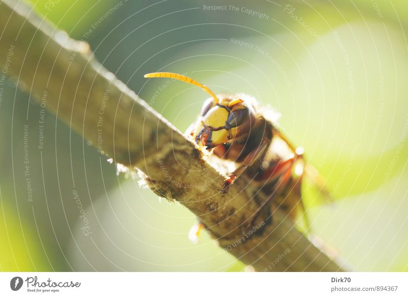 Räuber auf Schonkost Natur Sonnenlicht Sommer Schönes Wetter Pflanze Sträucher Fliederbusch Zweig Baumrinde Garten Tier Wildtier Hornissen Wespen Insekt