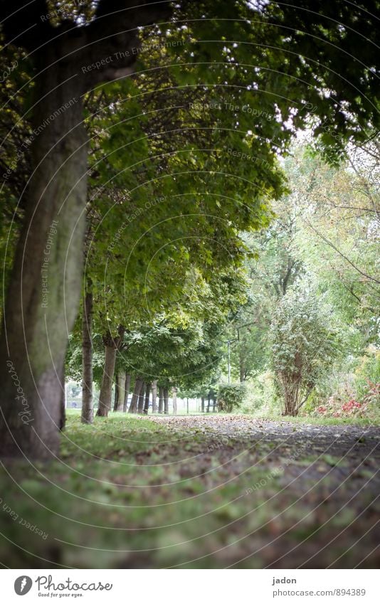 herbstzeit. Natur Pflanze Erde Herbst Baum Blatt Park Garten Verkehrswege Wege & Pfade wandern kalt unten Horizont Fußweg Farbfoto Außenaufnahme Menschenleer