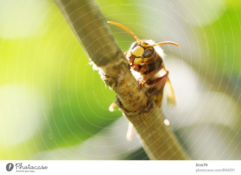 Ritter der Lüfte Natur Sonnenlicht Sommer Schönes Wetter Pflanze Baum Sträucher Fliederbusch Zweige u. Äste Baumrinde Garten Tier Wildtier Insekt Wespen