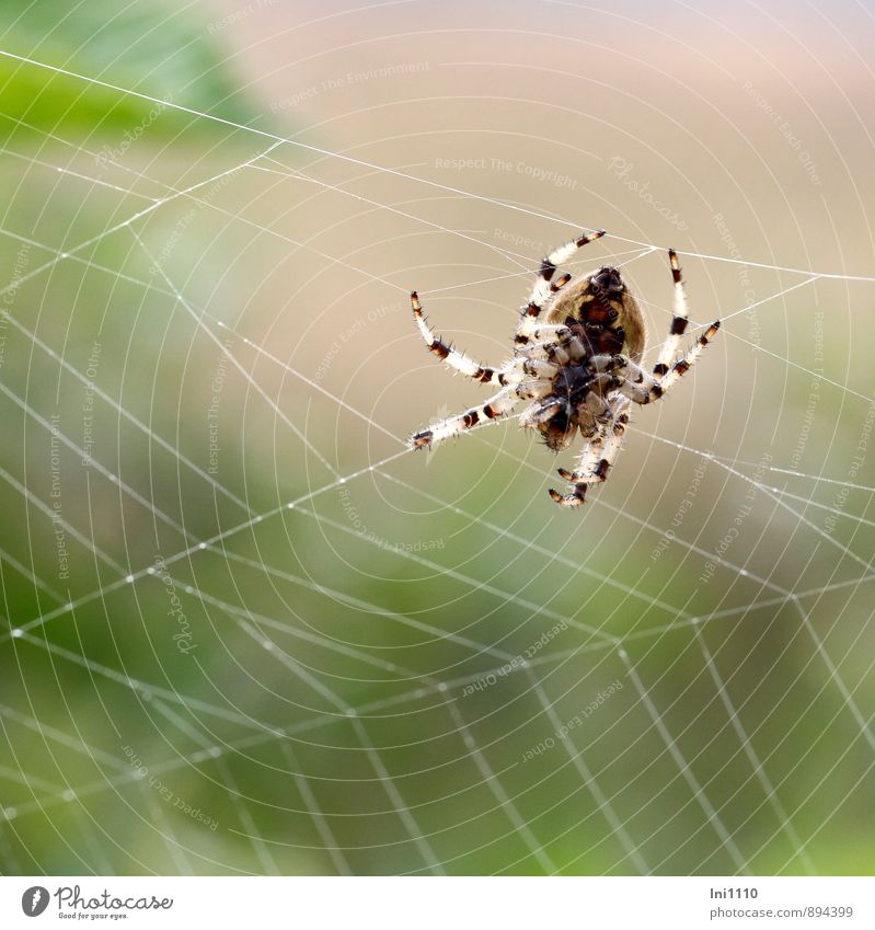 Vierfleckkreuzspinne bei der Arbeit Natur Tier Sommer Wiese Feld Wildtier "Vierfleck Kreuzspinne,Araneus quadratus" 1 Arbeit & Erwerbstätigkeit krabbeln laufen