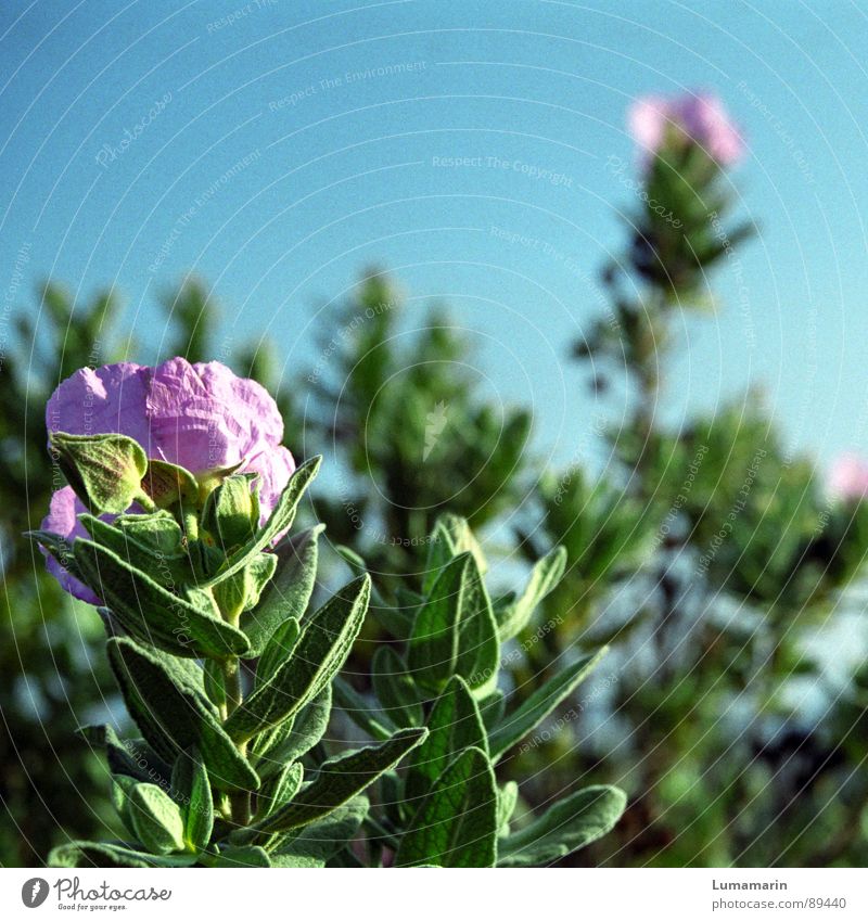 Wildsommerwuchs Blume Pflanze Blüte Frühling Sommer Südfrankreich Salbei grün rosa Blühend blau Heilpflanzen