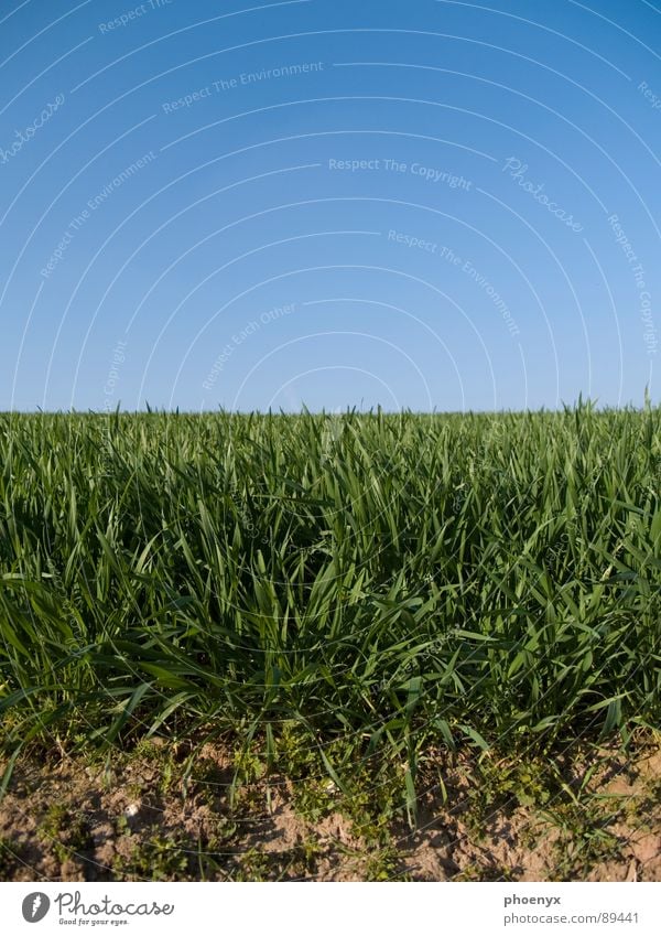 Wo es anfängt ... Gras Wiese grün Neuanfang Verlauf Beginn teilung blau braun ocka Erde Wurzel dreckig Ferne Landschaft freihand