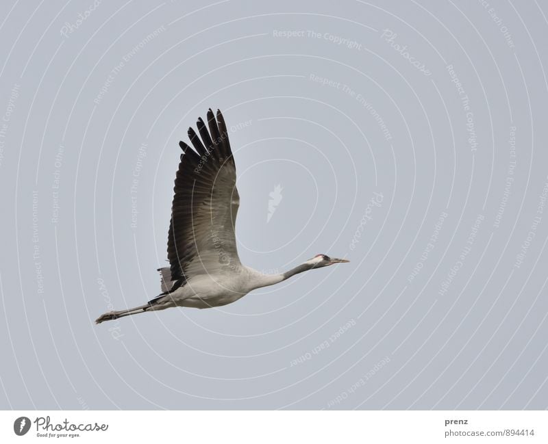 Kranich Umwelt Natur Tier Herbst Wetter Wildtier Vogel 1 grau schwarz Zugvogel fliegen fliegend Storchendorf Linum Himmel Farbfoto Außenaufnahme Menschenleer