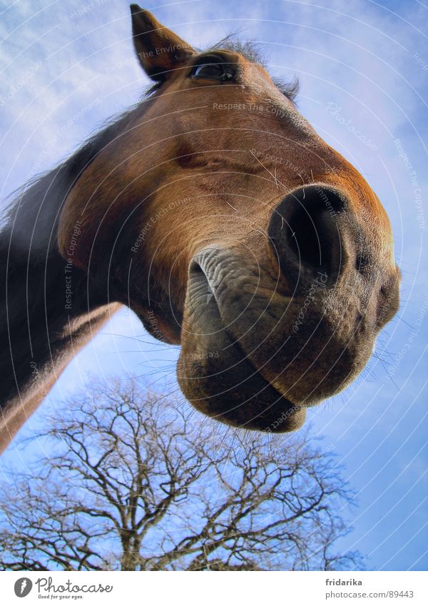 das hauspferd Natur Tier Baum Nutztier Pferd 1 blau braun Pferdekopf Nüstern Säugetier Equus caballus Farbfoto Nahaufnahme Maul Tag