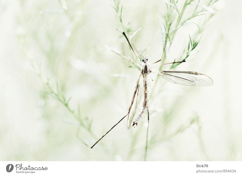 Schuster in der Falle Umwelt Sommer Pflanze Blume Blatt Grünpflanze Garten Tier Wildtier Totes Tier Schnake 1 hängen alt Ekel kalt trist trocken braun grau grün