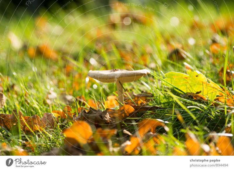 alter schmarotzer Lebensmittel Umwelt Natur Pflanze Herbst Garten Park Wiese Feld Wald stehen Wachstum Pilz Farbfoto Außenaufnahme Nahaufnahme Menschenleer