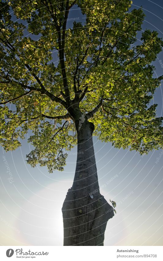 Baum Umwelt Natur Pflanze Luft Himmel Wolkenloser Himmel Sonne Sonnenlicht Sommer Wetter Schönes Wetter Blatt Park Wien stehen blau gelb grün schwarz Laubbaum