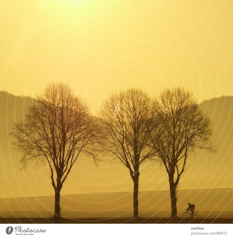 Zett radelt nicht allein ... Allee Landstraße Bundesstraße Morgen Morgennebel Sonnenaufgang Gegenlicht blenden Baum Silhouette Hügel Abstufung Fahrrad