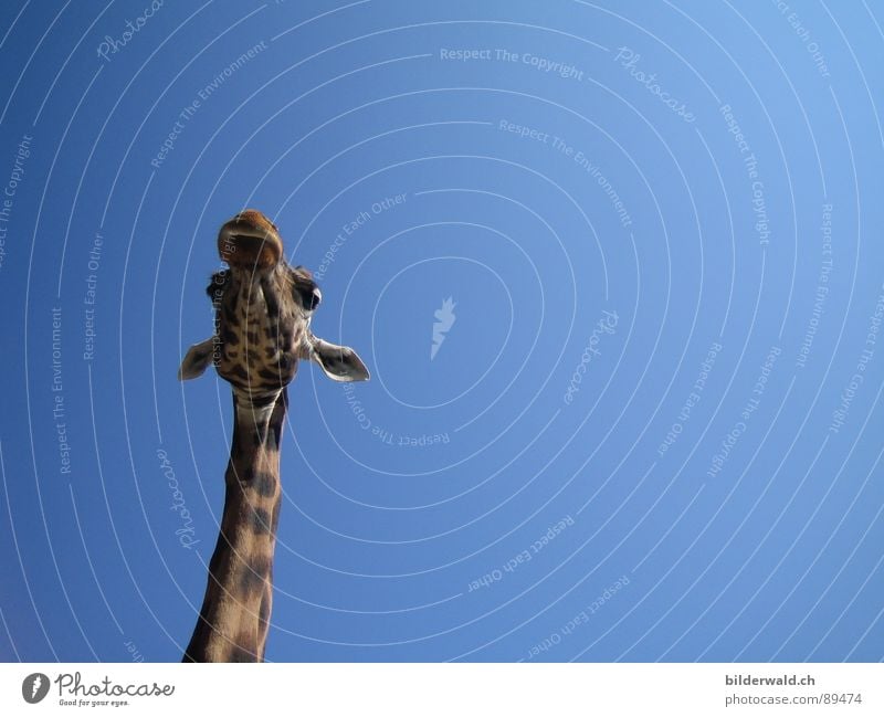 Überblick Aussicht Zoo Knie Fell Froschperspektive Vogelperspektive Tier Fröhlichkeit Außenaufnahme Afrika Säugetier Giraffe Himmel Rapperswiler Kinderzoo Hals