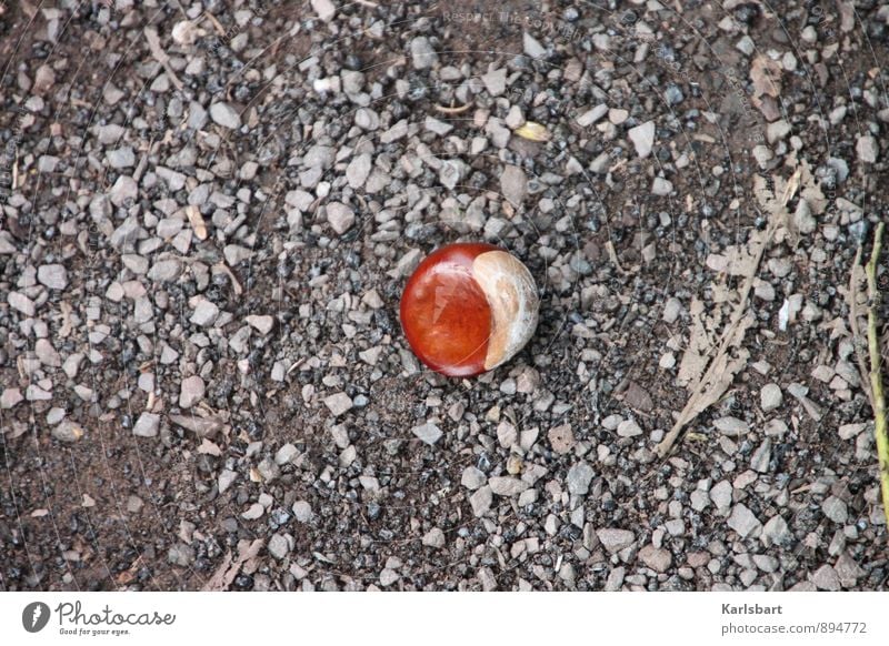 Kastanie am Boden Basteln Kinderspiel Umwelt Natur Herbst Park Einsamkeit Identität herbstlich Stein Yin und Yang Steinboden braun Herbstbeginn rund einzeln