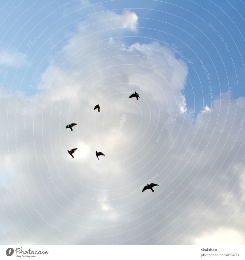 flugbahn Ferien & Urlaub & Reisen Freiheit Natur Tier Luft Himmel Wolken schlechtes Wetter Wege & Pfade Fluggerät Vogel Flügel Bewegung fliegen frei oben blau