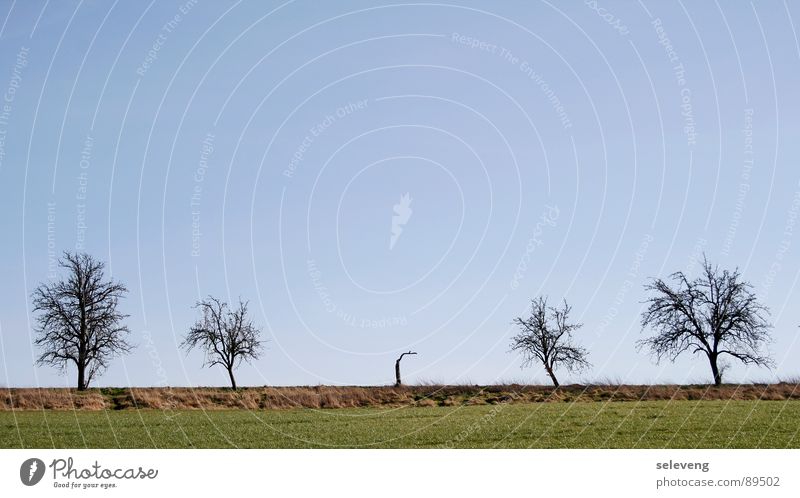 Querulant Baum Frühling springen Blauer Himmel Pflanze Gras Feld tree Rasen