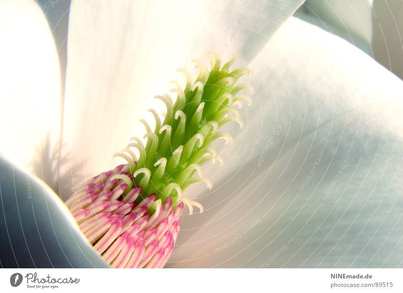 Miniananas? II rosa grün weiß Magnoliengewächse Blüte stachelig Licht Licht & Schatten mehrfarbig nah Makroaufnahme interessant Beleuchtung Blühend Frühling