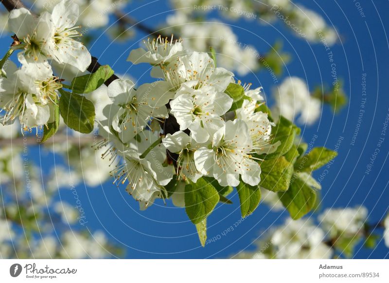 Spring in bloom springen Himmel weiß Frühling Fruhling flowers Blumchen leaves Blatten sky Blute white blue Blau green Grun