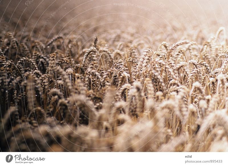 Sommer Lebensmittel Getreide Ernährung Umwelt Natur Pflanze Nutzpflanze Weizen Feld braun gold Brot sommerlich Landwirtschaft Feldarbeit Farbfoto Außenaufnahme