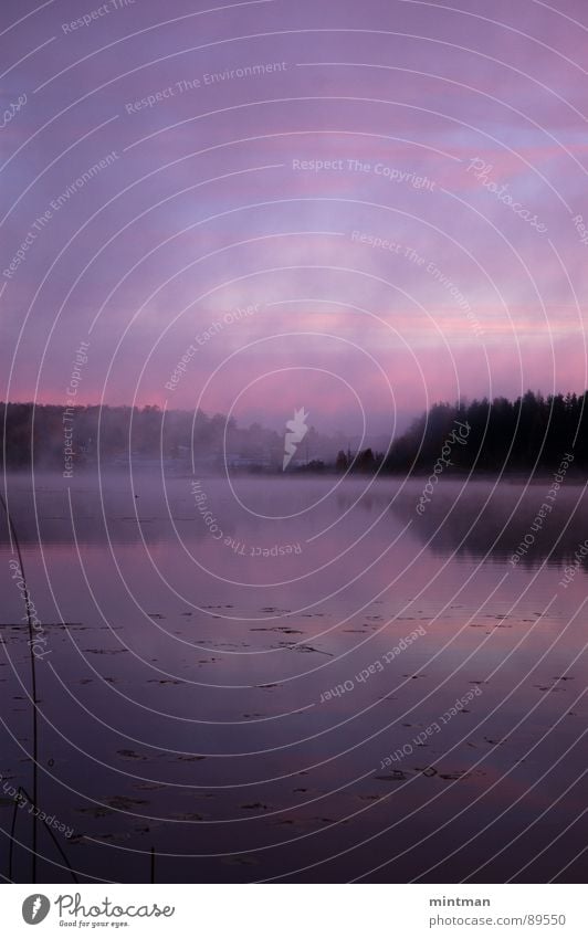 Mystisch See Wald Nebel Morgen mystisch foggy lake mystic landscape Natur Wasser Morgendämmerung water morning fog Landschaft