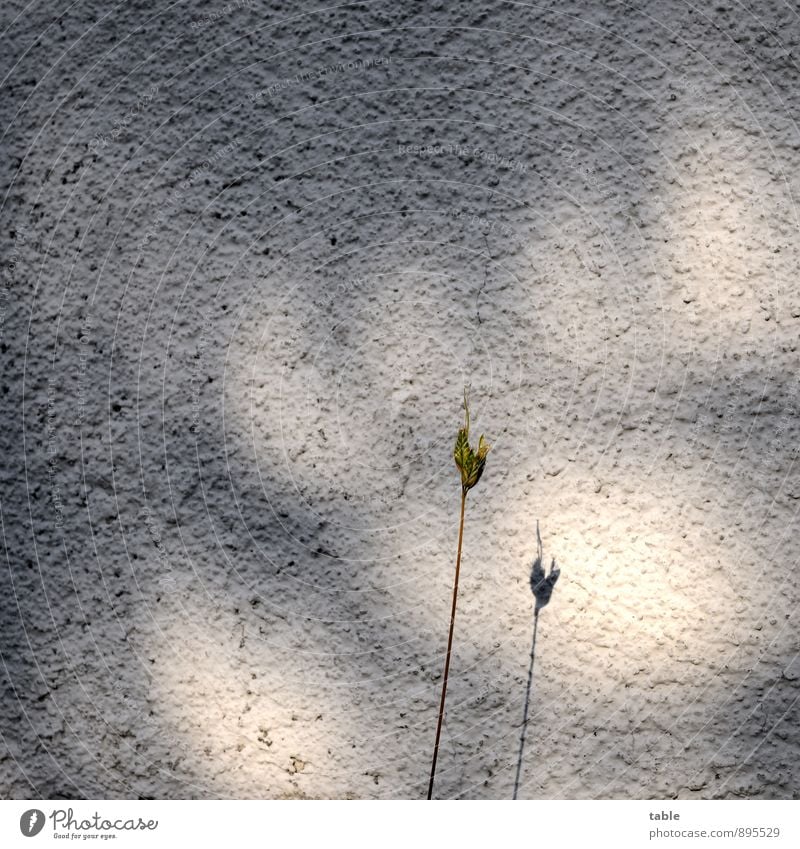 Einzelkämpfer Umwelt Natur Pflanze Gras Grünpflanze Wildpflanze Mauer Wand Fassade Stein Beton stehen Wachstum warten dunkel dünn hell natürlich Stadt grau grün