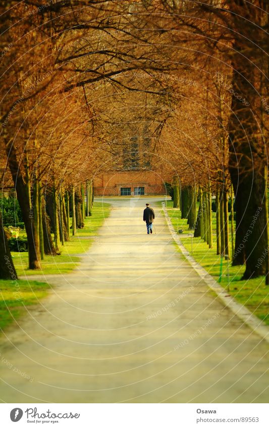 Am Ende des Tunnels Allee Baum Mann Senior gehen Friedhof Park Einsamkeit alt Herbst Trauer Verzweiflung Wege & Pfade Männlicher Senior Spaziergang Gottesacker