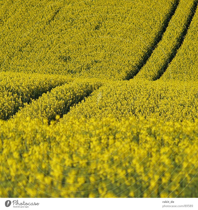 Gelbe Berg- und Talbahn gelb Raps Spuren parallel Feld Biodiesel Mitte Frühling nutzfplanze Geruch aufwärts abwärts berg- und Talbahn strich in der Landschaft