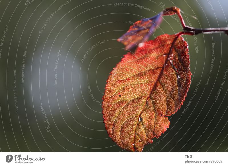 Blatt Natur Pflanze Herbst verblüht ästhetisch authentisch einfach elegant schön natürlich Zufriedenheit Gelassenheit geduldig ruhig Idylle einzigartig