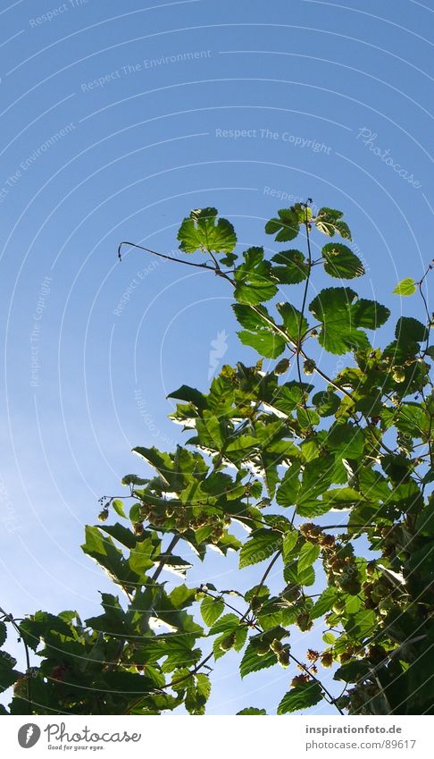 Biergarten Hopfen Blatt Sträucher grün Pflanze Himmel blau Ast Himmelsblick Zweig Frucht