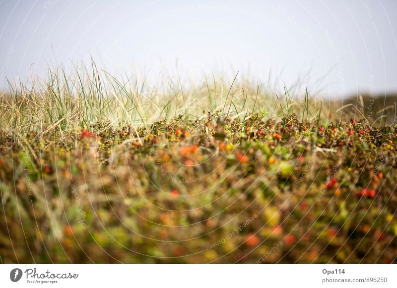 Syltrosen Umwelt Natur Landschaft Pflanze Tier Himmel Sommer Wetter Schönes Wetter Gras Sträucher Blatt Blüte Grünpflanze Nutzpflanze Küste Strand Bucht Nordsee