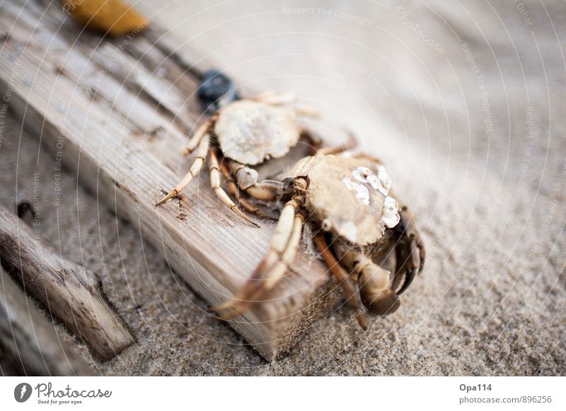 Mr. Krebs Sommer Küste Strand Tier Nutztier Wildtier Totes Tier "Krebs Krebstier" 1 Sand Holz Traurigkeit braun grau Tod "Ausruhe Ruhe Tot" Farbfoto