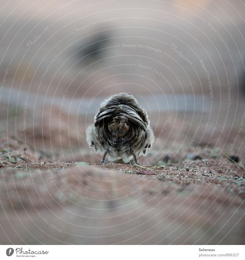 du kannst mich Umwelt Natur Tier Wildtier Vogel Feder 1 klein natürlich weich Nahaufnahme Farbfoto Außenaufnahme Textfreiraum oben Tag Schwache Tiefenschärfe