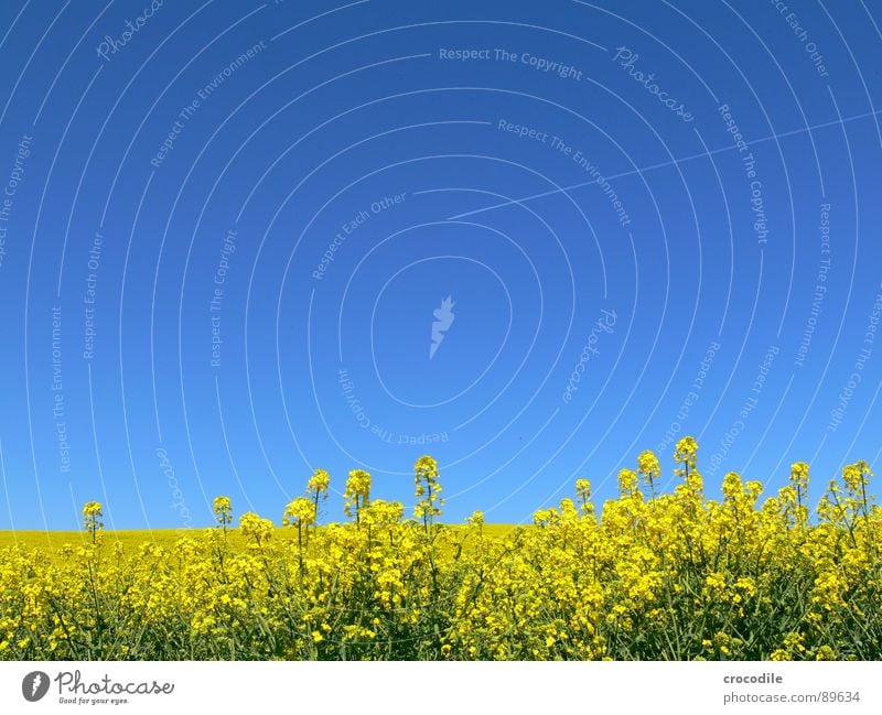 biosprit und luftverschutzer... #2 Flugzeug Abdeckung Abgas Ferien & Urlaub & Reisen Raps Feld Frühling Diesel Kohlendioxid Klimawandel gelb Streifen Stengel