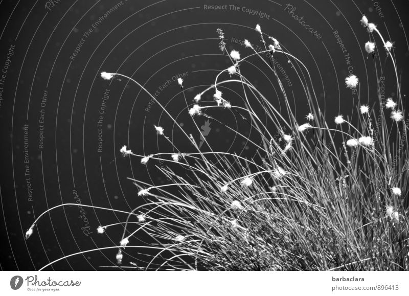 Lichter im Moor Umwelt Natur Wasser Pflanze Gras Wollgras Seeufer Sumpf Linie Punkt leuchten dunkel hell ästhetisch Bewegung geheimnisvoll Sinnesorgane Wachstum