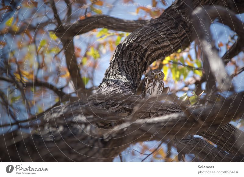 unter Beobachtung Safari Umwelt Natur Himmel Schönes Wetter Baum Ast Geäst Tier Wildtier Vogel Flügel Eulenvögel Kauz 1 beobachten klein natürlich Farbfoto