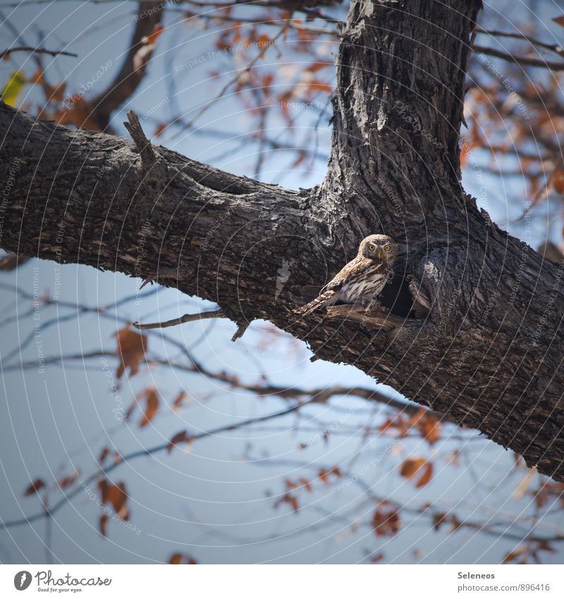 Frühstück! Ausflug Umwelt Natur Wolkenloser Himmel Herbst Baum Blatt Tier Wildtier Vogel Tiergesicht Eulenvögel Kauz 1 beobachten füttern klein Tierliebe