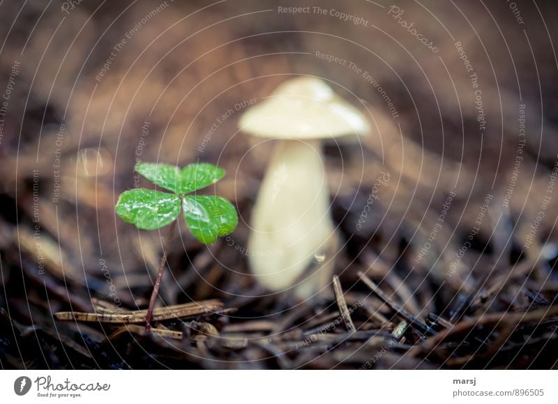 Glück gehabt, ... Natur Pflanze Grünpflanze Wildpflanze Kleeblatt Waldklee Pilz Waldboden dunkel dünn authentisch einfach Zusammensein nass braun grün