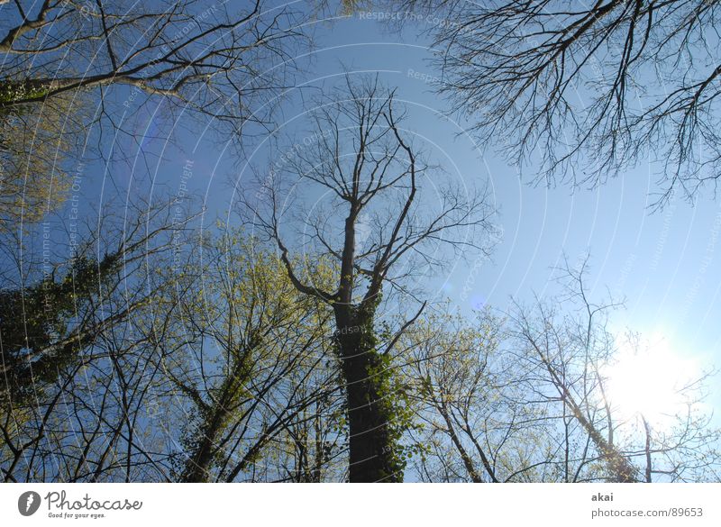 Himmel auf Erden 8 Nadelbaum Wald himmelblau Geometrie Laubbaum Perspektive Nadelwald Laubwald Waldwiese Paradies Waldlichtung ruhig grün Pflanze Baum Blatt