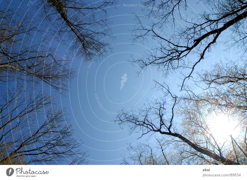 Himmel auf Erden 9 Nadelbaum Wald himmelblau Geometrie Laubbaum Perspektive Nadelwald Laubwald Waldwiese Paradies Waldlichtung ruhig grün Pflanze Baum Blatt