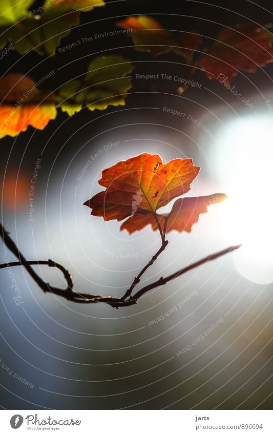 mornig sunshine Umwelt Natur Pflanze Sonne Herbst Schönes Wetter Baum Blatt Gelassenheit ruhig Weisheit Hoffnung Farbfoto Außenaufnahme Menschenleer