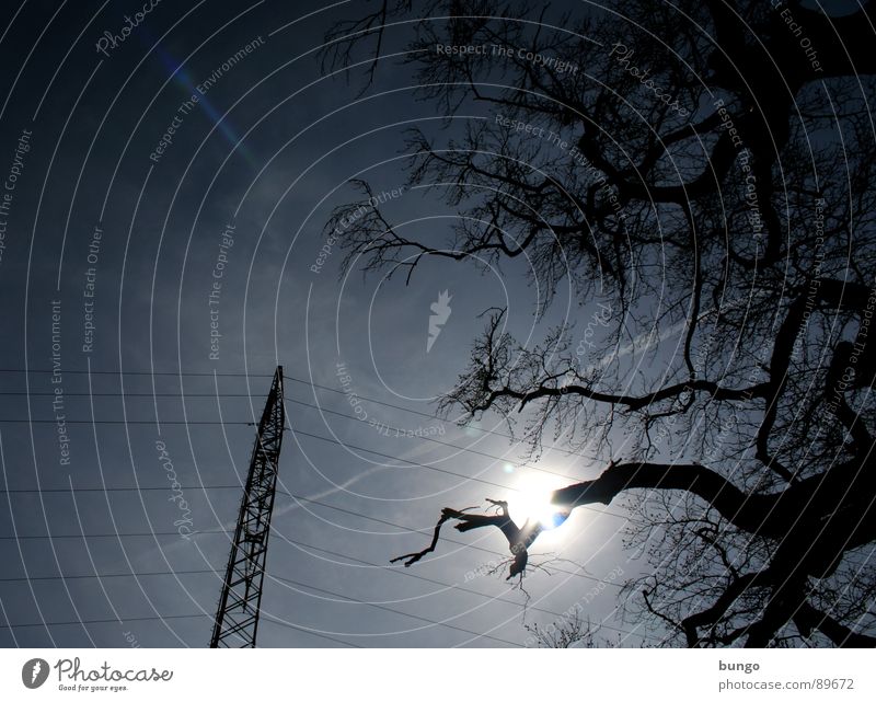 Tenderness Baum verzweigt Pflanze Strommast Elektrizität Kabel Wolken lang Gegenlicht Silhouette dunkel bedrohlich Unwetter Naturphänomene Dämmerung Nacht