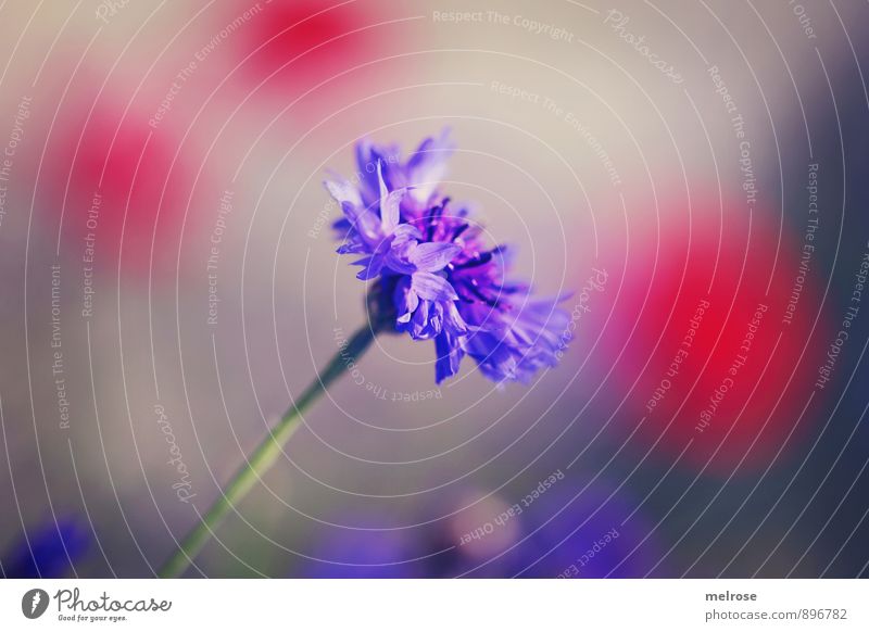 Kornblume rot getupft Natur Pflanze Sonne Sommer Schönes Wetter Blume Blüte Zyane Flockenblume Korbblüter Mohnblume Wiese Feld "Tupfen," Punkte Hintergrund